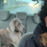 Picture of dog found at Marseille