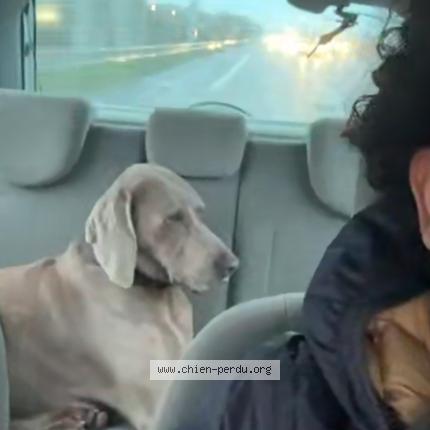 Photo 1/1 Found dog Found in Marseille