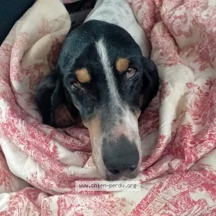 Photo 1/1 Found dog Found in Saignon