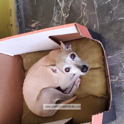 Photo 1/1 Annie Chien lost in Cuscatancingo