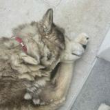 Picture of dog lost at La Haye