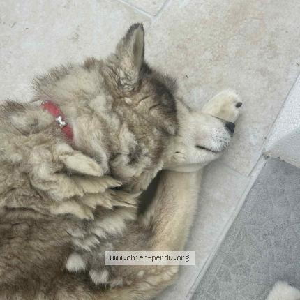 Photo 1/1 Grolou Chien lost in La haye