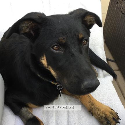 Photo 1/1 Found dog Found in Phoenix