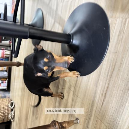 Photo 1/1 Found dog Found in Lake elsinore