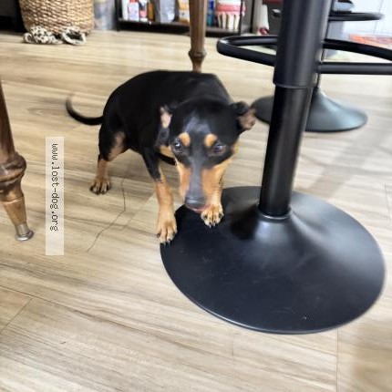 Photo 1/1 Found dog Found in Lake Elsinore