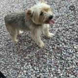 Picture of dog lost at Cerons