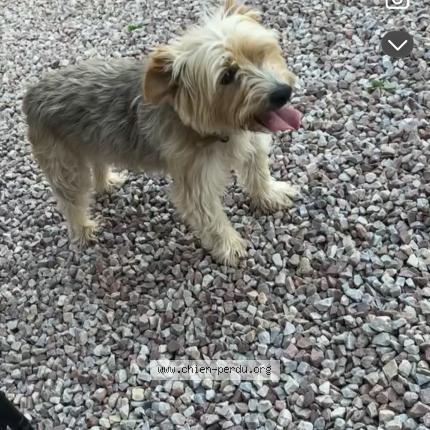 Photo 1/1 Toupe Chien lost in Cerons