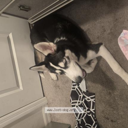 Photo 1/1 Reunited dog Found in Kissimmee