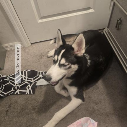 Photo 1/1 Reunited dog Found in Kissimmee
