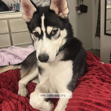 Photo 1/1 Found dog Found in Kissimmee