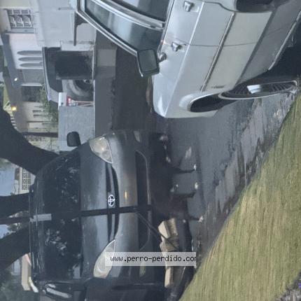 Photo 1/1 Found dog Found in Bayamon