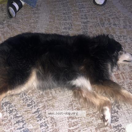 Photo 1/1 Found dog Found in Cleveland