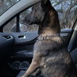 Picture of dog lost at Villeneuve Les Maguelone