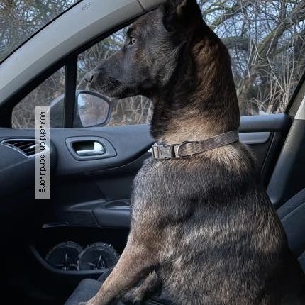 Photo 1/1 Nala Chien lost in Villeneuve les maguelone