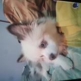 Picture of dog lost at Trou