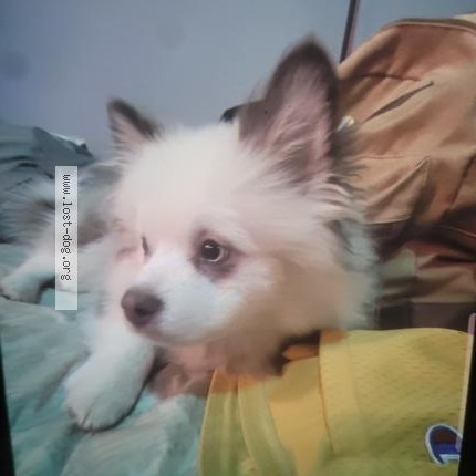 Photo 1/1 Snickers Dog lost in Trou