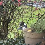 Picture of dog found at Margny Sur Matz