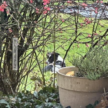 Photo 1/1 Found dog Found in Margny sur matz