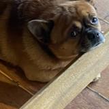 Picture of dog lost at Amiens