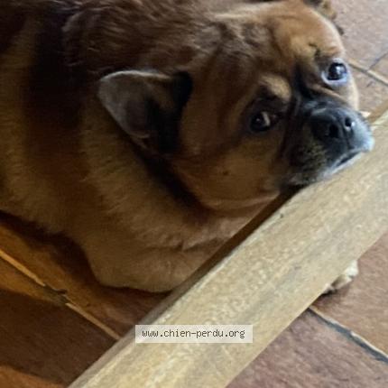 Photo 1/1 Rox Chien lost in Amiens