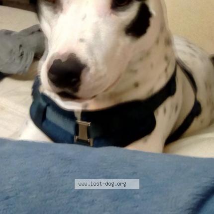 Photo 1/1 Dozer Dog lost in Beaverton