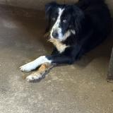 Picture of dog found at Caylus