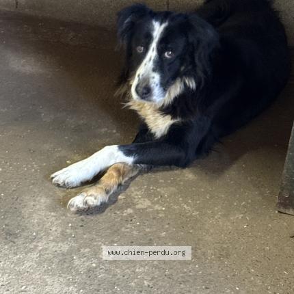 Photo 1/1 Found dog Found in Caylus