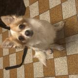 Picture of dog found at Sotteville Les Rouen