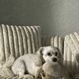 Picture of dog lost at Chicqgo