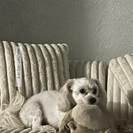 Picture of dog lost at Chicqgo