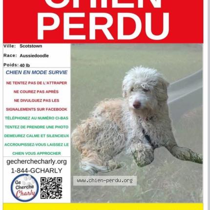 Photo 1/1 Rubis Chien lost in Scostown