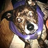 Picture of dog lost at North Bend