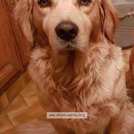 Photo 1/1 Anouck Chien lost in Rochy conde