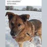 Picture of dog lost at Scey Maisieres
