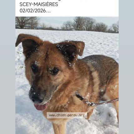 Photo 1/1 Rhyzhy Chien lost in Scey maisieres