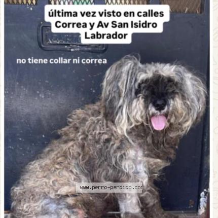 Photo 1/1 SIMON Chien lost in Caba