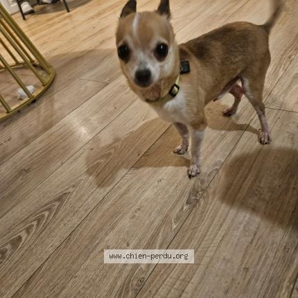 Photo 1/1 Found dog Found in Igoville