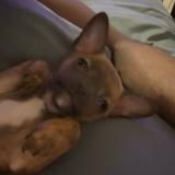 Picture of dog lost at Marked Tree