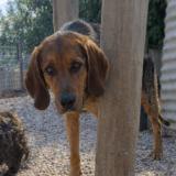 Picture of dog lost at Burzy