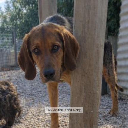 Photo 1/1 Sibelle Chien lost in Burzy