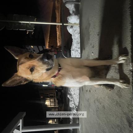 Photo 1/1 Found dog Found in Saint lary soulan