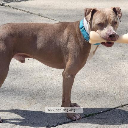 Photo 1/1 Reunited dog Lost in Evergreen park