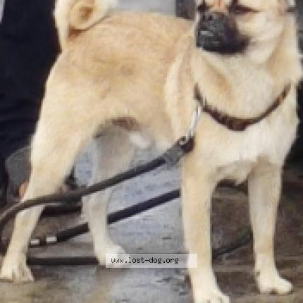 Photo 1/1 Reunited dog Lost in Rajgurunagar