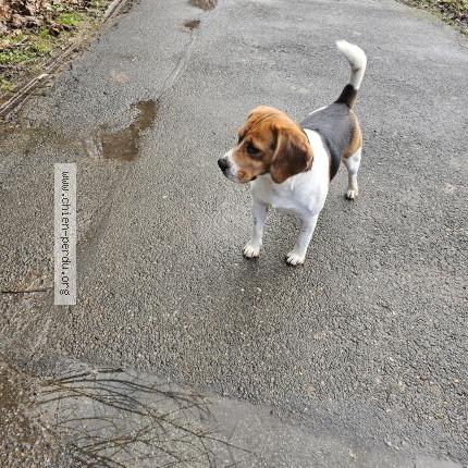 Photo 1/1 Found dog Found in Ormesson sur marne