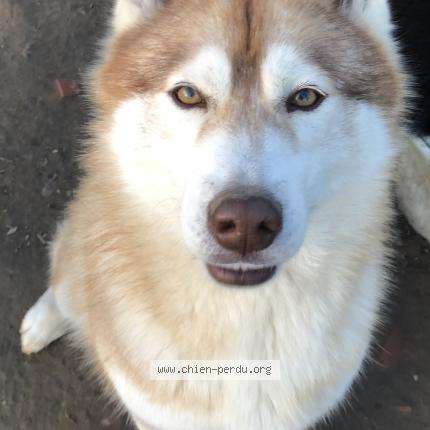 Photo 1/2 Raybane Chien lost in Manciet