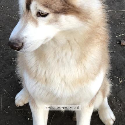 Photo 2/2 Raybane Chien lost in Manciet