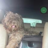 Picture of dog lost at Forney