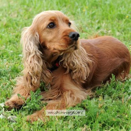 Photo 1/1 Dé Chien lost in Perros guirec