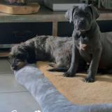 Picture of dog lost at La Fleche