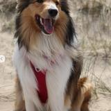 Picture of dog lost at Genappe